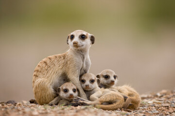 Meerkat with Pups, Namibia