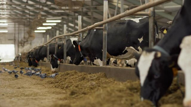 Camera moving past large group of dairy cows with ear tags eating hay standing in livestock stalls and pigeons walking and flying around in farm cowshed