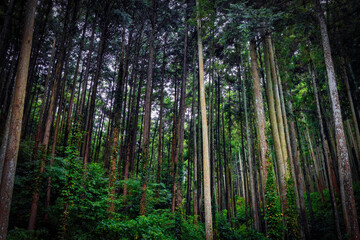Fototapeta na wymiar Odawara Forest