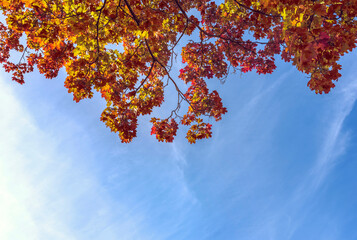 Obraz na płótnie Canvas Under maple tree branches with colorful red and yellow leaves on blue sky background at sunny autumn day