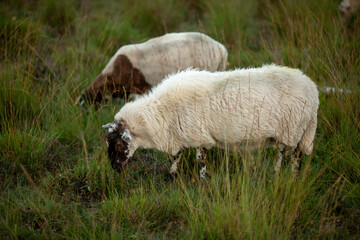 Couple of grazing sheep in heather moorland grass meadow at sunrise on an overcast day seen from up close