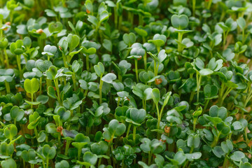 The microgreen in plastic trays for planting young plants. Microgreen are young vegetable green or sprouts, raw living sprouts vegetable germinated from quality organic plants seeds.