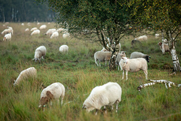 Obraz na płótnie Canvas Birch trees in heather moorland landscape with sheep grazing at sunrise on an overcast day with a forest in the background