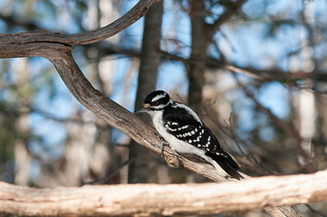 Woodpecker stock photos. Woodpecker close-up profile view perched with blur background displaying  plumage in its environment and habitat. Image. Picture. Portrait.