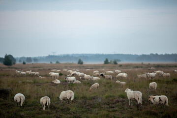 Fototapeta premium Flock of sheep in heather moorland landscape grazing at sunrise on an overcast day with mist in the air and forest in the background