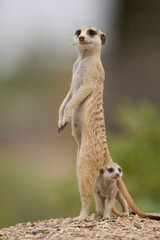 Meerkat and Pup, Namibia