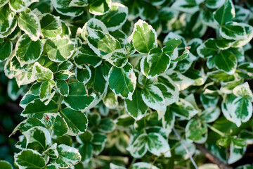 Green foliage background and texture.