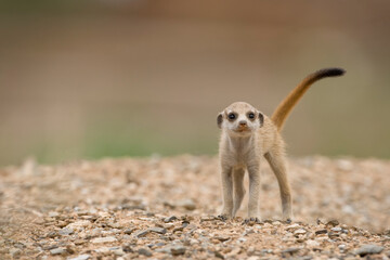 Meerkat Pup, Namibia