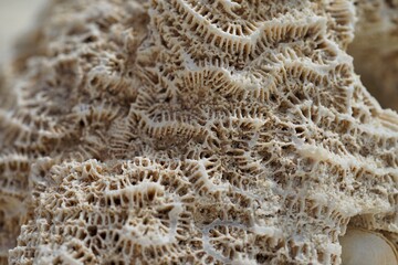 close up of a coral
