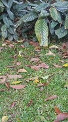autumn leaves on the ground