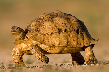 Leopard Tortoise, Kgalagadi Transfrontier Park, South Africa © Paul