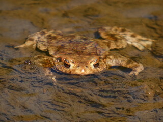 Common toad (Bufo bufo) in the water, Gdansk, Poland
