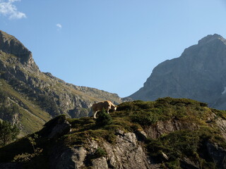 Vache d'altitude