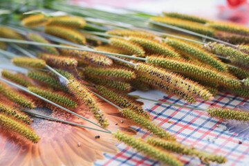 close up of fern plants on the table. Selective focus.