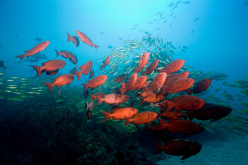 Fototapeta na wymiar Tropical Fish at Manta Reef, Mozambique
