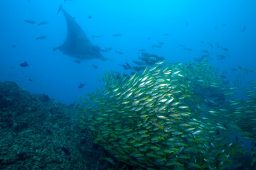 Fototapeta na wymiar Manta Ray and Shoals of Tropical Fish, Mozambique