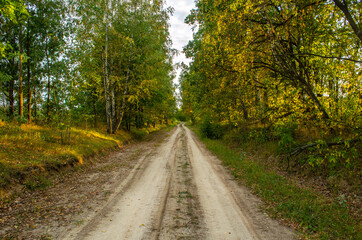 Obraz premium Raw wild road on the deep forest 4