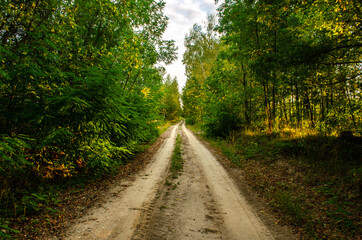 Obraz premium Raw wild road on the deep forest 3