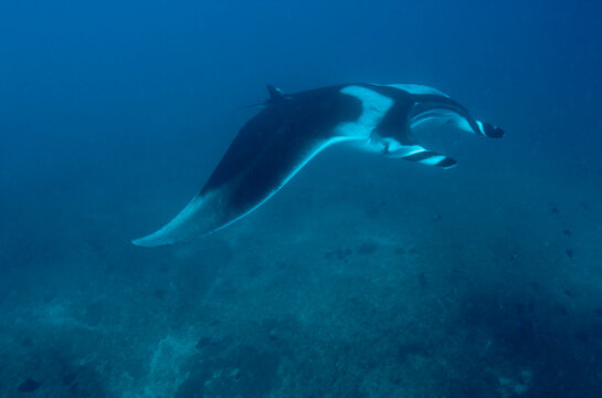 Manta Ray, Mozambique