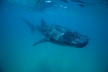 Naklejka premium Whale Shark, Mozambique