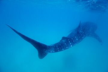 Whale Shark, Mozambique