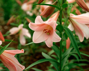 ユリ（エレガントレディー）