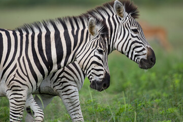 Fototapeta na wymiar Plains Zebra, Chobe National Park, Botswana