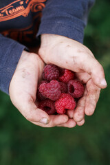 Fresh raspberries in child's dirty hands on green background