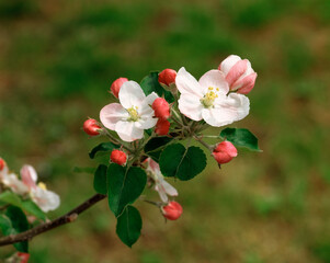 Fototapeta na wymiar りんごの花