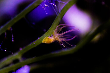 Aiptasia - small anemone and one of the common pests in saltwater reef aquariums
