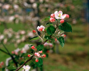 りんごの花