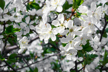Branches of blossoming apricot macro
