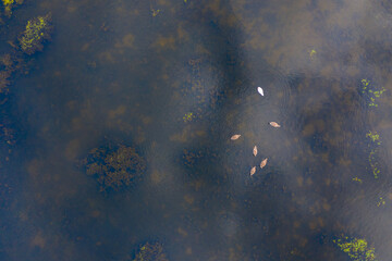 A couple of white swans on the lake aerial drone photo