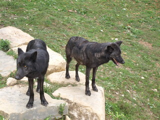 Couple de loups noirs