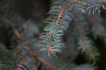 Close up branches of the blue spruce in the blurred focus. White spruce gray green and wasty needles. Picea pungens. Pine family.