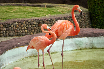 Flamingos rosas