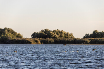 Danube Delta, Romania