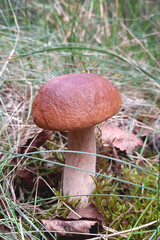 white mushroom in a natural natural environment against the background of grass and fallen leaves, close-up