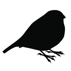 Hand drawn vector silhouette of standing Eurasian bullfinch isolated on white background. Black and white  stock illustration of wild bird.