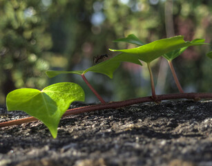Close up shot of a black Ant on green leaf