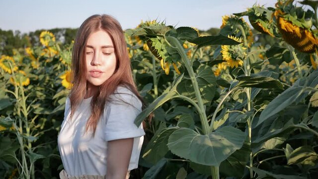 Young beautiful woman walks across field in sun. Yellow sunflowers and blue sky. Portrait view. 4k