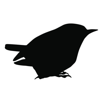 recommend clip art: Hand drawn vector silhouette of standing nuthatch isolated on white background. Black and white  stock illustration of wild bird.