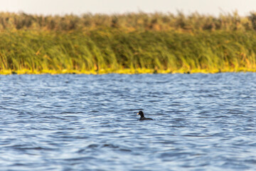 Danube Delta, Romania