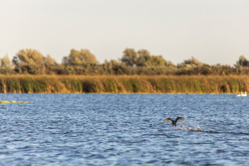 Danube Delta, Romania