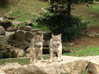 Couple de loups gris