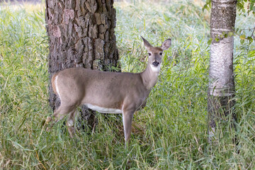 Naklejka na ściany i meble White tailed deer in the woods.