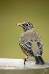 Robin at the bird bath.