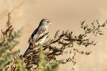 Sideview of young white crowned sparrow.