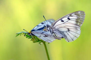 Macro shots, Beautiful nature scene. Closeup beautiful butterfly sitting on the flower in a summer garden.

