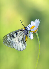 Macro shots, Beautiful nature scene. Closeup beautiful butterfly sitting on the flower in a summer garden.

